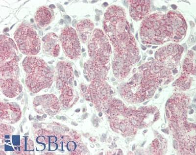 IHC-plus™ SLC39A7 / ZIP7 Antibody (aa120-169)