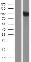 PPP6R1 / SAPS1 Protein (Over-Expression Lysate Myc-DDK (Flag))