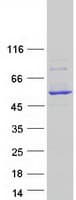 Human CYP2C18 / CYP2C Protein (Recombinant Myc-DDK (Flag))