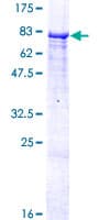 Human ZNF490 Protein (Recombinant GST)