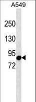 ADGRF4 / GPR115 Antibody (aa522-548)