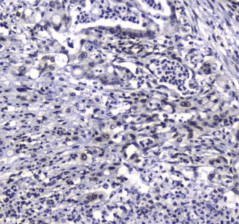 GFI1 Antibody