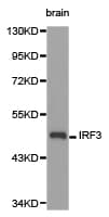 IRF3 Antibody