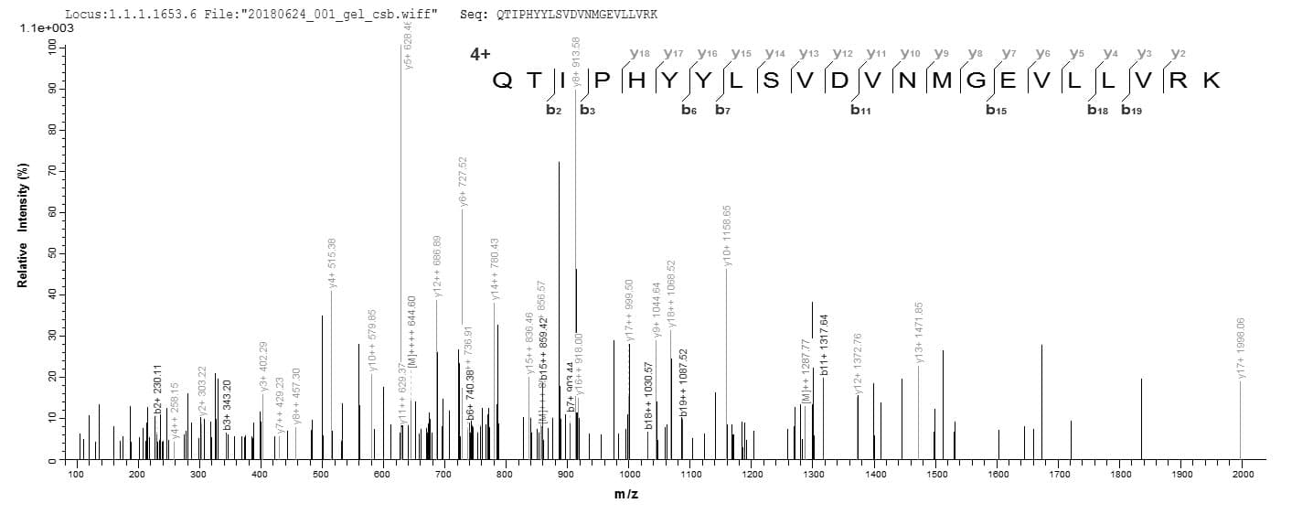Mouse DLAT / PDC-E2 Protein (Recombinant 6His, N-terminus)