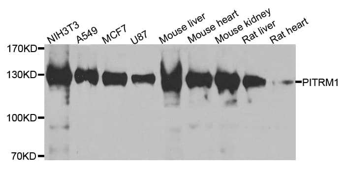 PITRM1 / MP1 Antibody