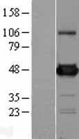 DDX39B / UAP56 Protein (Over-Expression Lysate Myc-DDK (Flag))
