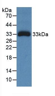 CP / Ceruloplasmin Antibody (aa789-1065, APC)
