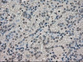 DHFR Antibody (clone OTI6G7)