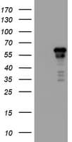 ACD / PTOP Antibody (clone OTI2B1)