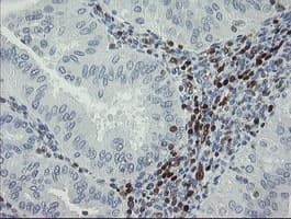 Monoclonal Mouse anti-Human GIMAP4 Antibody (clone OTI1A11, Carrier-free, IHC, IF, WB)