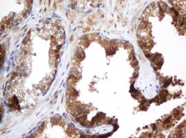 Selenium Binding Protein 1 Antibody (clone OTI3D2)