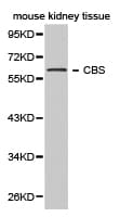 CBS Antibody