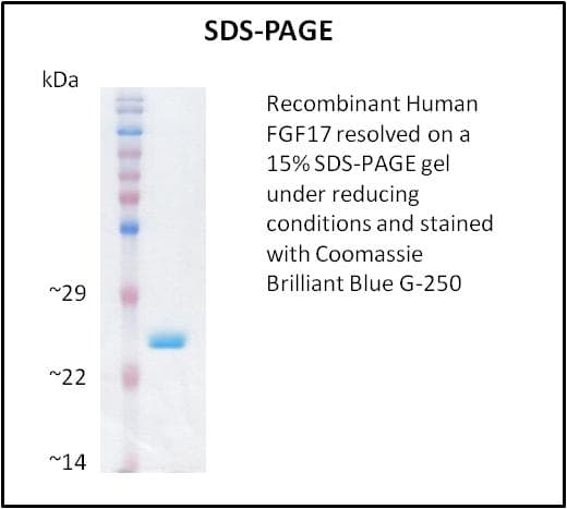 Human FGF17 Protein (Recombinant)