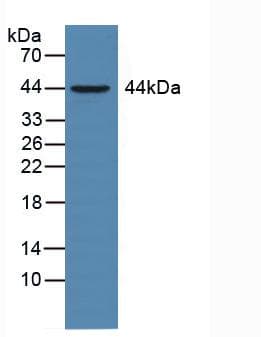 Basigin / Emmprin / CD147 Antibody (aa59-321)
