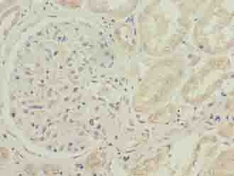 IHC-plus™ CYB5B Antibody