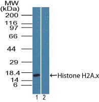 IHC-plus™ Polyclonal Rabbit anti-Human Histone H2A.X Antibody (aa100-143, IHC, WB)