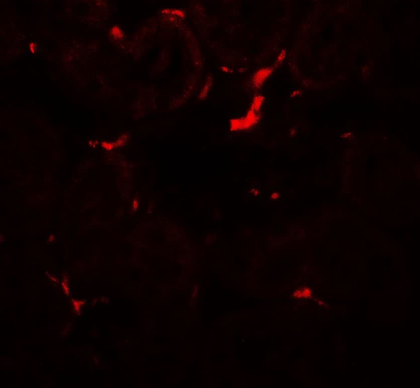IHC-plus™ VEZT / Verzatin Antibody
