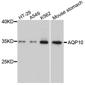 Polyclonal Rabbit anti-Human AQP10 / Aquaporin 10 Antibody (WB)