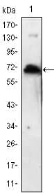 KLHL1 Antibody (clone 3A8)