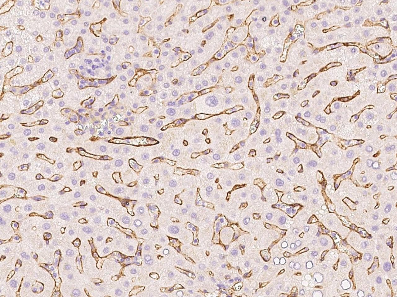 CD105 Antibody (Preservative Free)