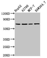 PRSS8 / Prostasin Antibody