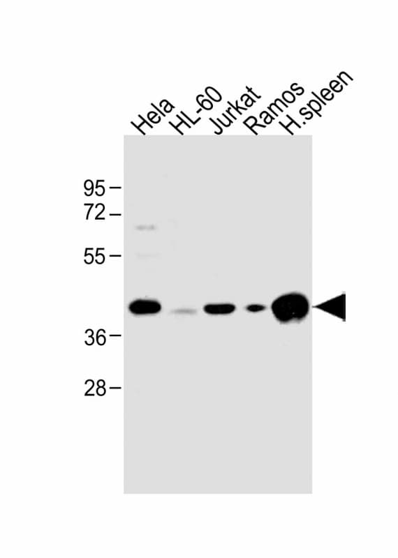 HLA-B Antibody (N-Terminus)