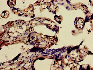 FURIN Antibody