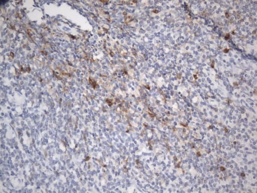 TNFRSF4 / CD134 / OX40 Antibody (clone UMAB277, Carrier-free)