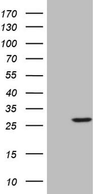 SENP8 Antibody (clone OTI3E4)