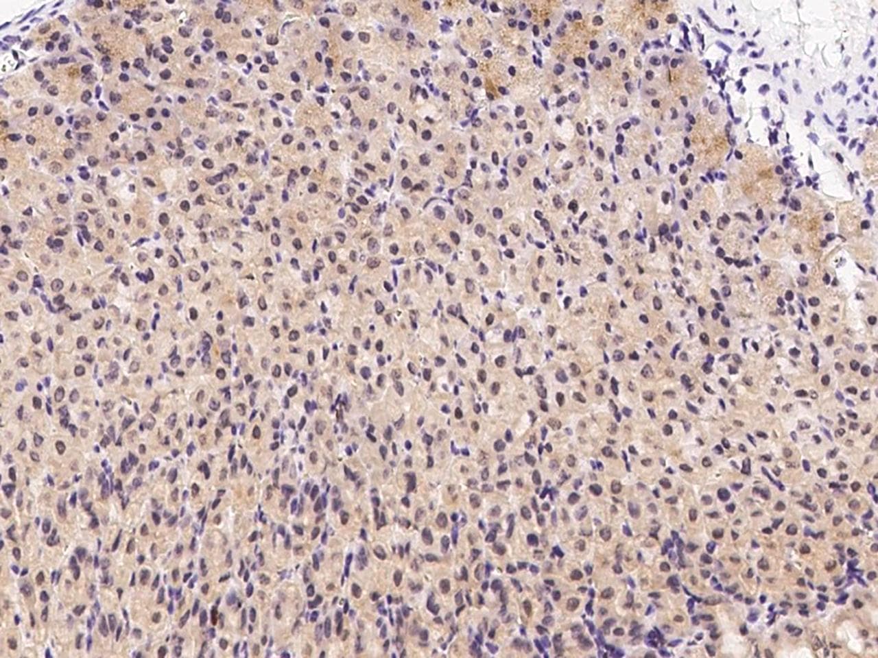 Polyclonal Rabbit anti-Mouse ERBB4 / HER4 Antibody (Preservative Free, IHC)