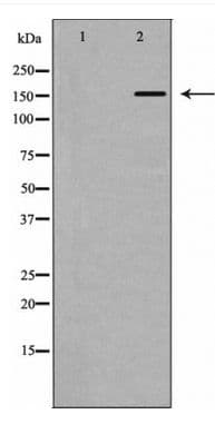 ITGB1 / Integrin Beta 1 / CD29 Antibody