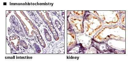 SLC7A9 / BAT1 Antibody