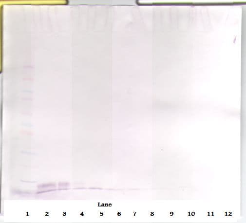 EGF Antibody
