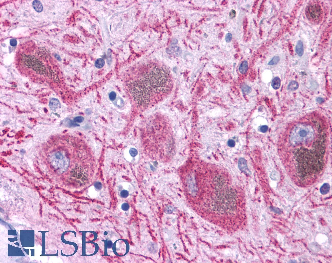 IHC-plus™ DUSP23 Antibody (Internal)