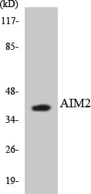 AIM2 Antibody (aa29-78)