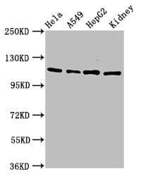 NFAT4 / NFATC3 Antibody