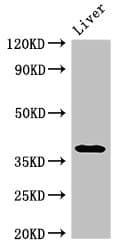 PRKAG1 / AMPK Gamma 1 Antibody