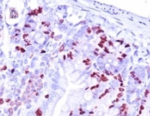 BrdU Antibody (clone BRD.3)