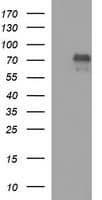 MAdCAM-1 Antibody (clone OTI2A7)