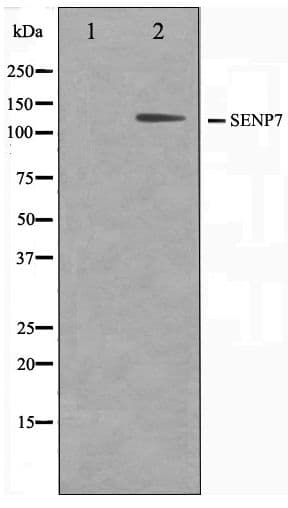 SENP7 Antibody