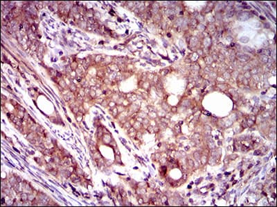 DCTN4 / Dynactin 4 Antibody (aa57-298, clone 3G9D7)