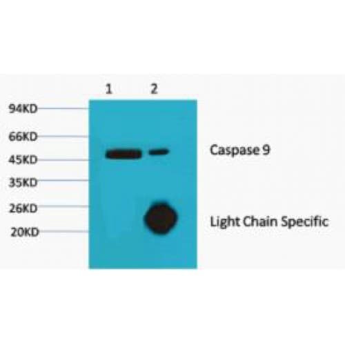 Monoclonal Mouse anti-Human CASP9 / Caspase 9 Antibody (clone 3-20, WB)
