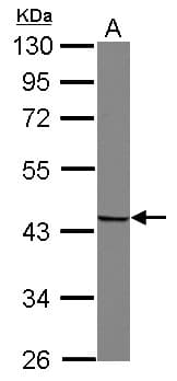 SNUPN Antibody