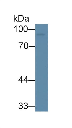 CLU / Clusterin Antibody (aa228-449, APC)