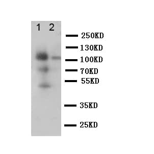CD68 Antibody (aa312-326)