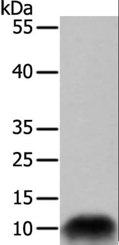COX7B Antibody