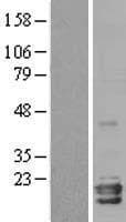 NGB / Neuroglobin Protein (Over-Expression Lysate Myc-DDK (Flag))