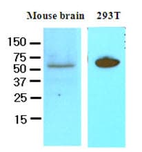 DACT3 Antibody (aa89-202, clone 2A5)