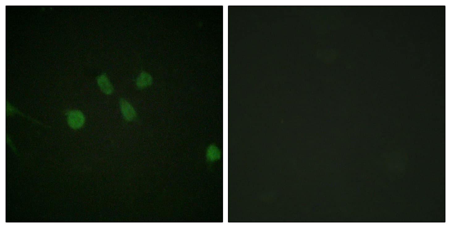MAD1L1 / MAD1 Antibody (aa394-443)