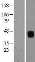 ZFP36L1 Protein (Over-Expression Lysate Myc-DDK (Flag))